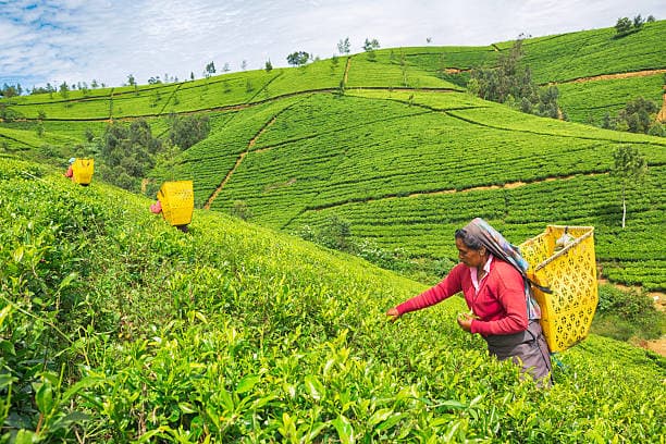 Tea experience 1