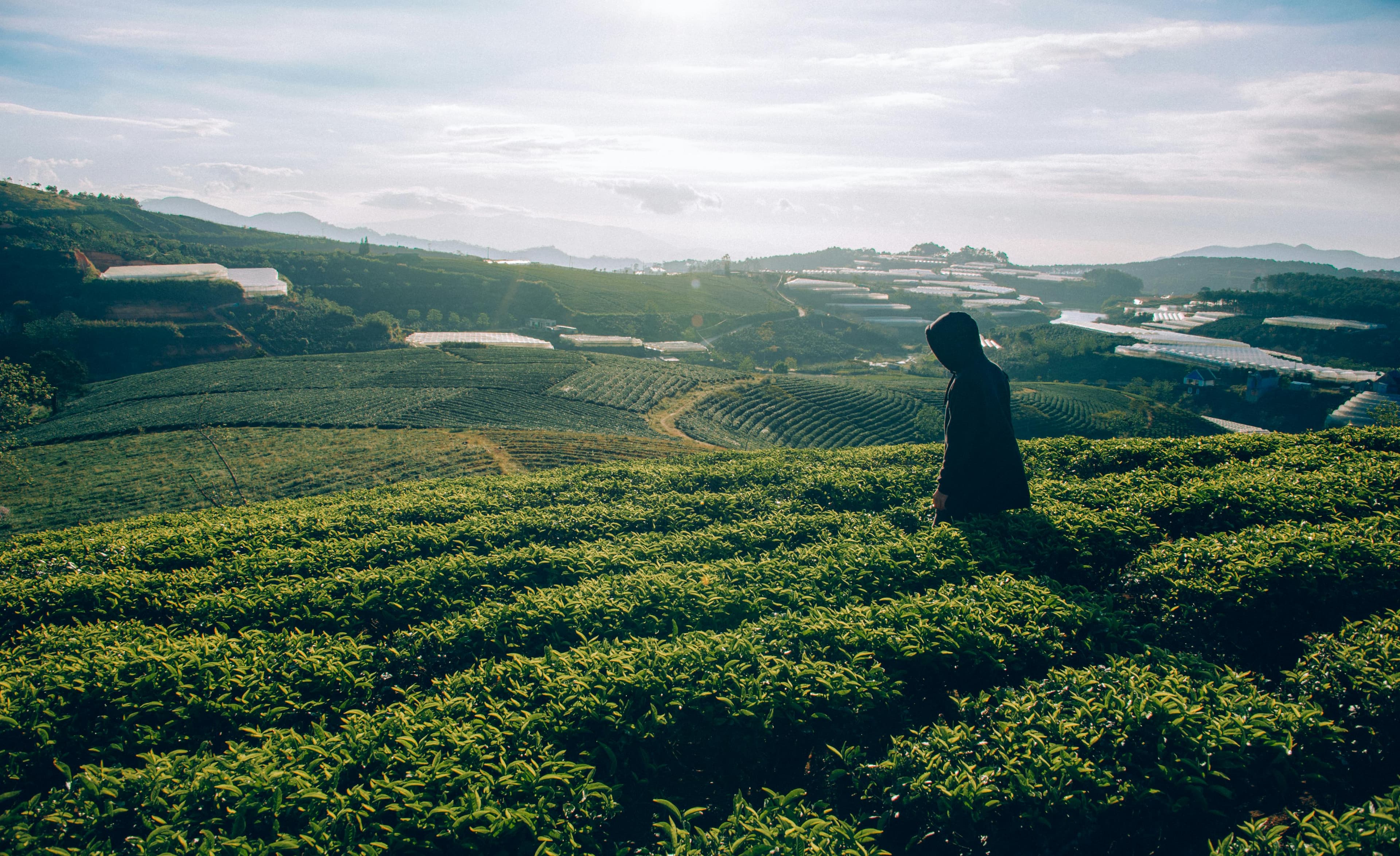 Tea experience 12